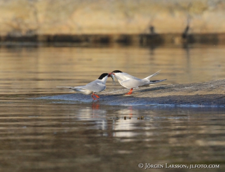 Fisktärnor, Sterna hirundo