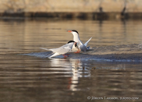 Fisktärnor, Sterna hirundo