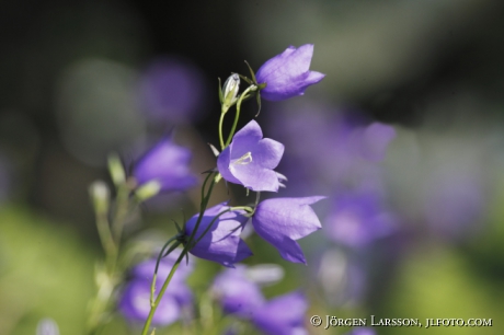 Bluebell, Campanula rotunifolia