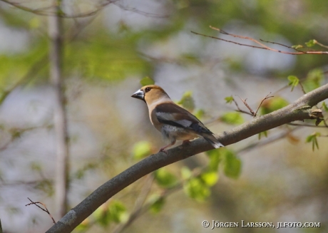 Stenknäck Coccothraustes coccothraustes Skåne