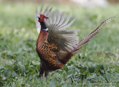 Fasan Phasanicus colchicus  Skåne Sverige