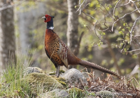 Common Pheasant Phasanicus colchicus Skane