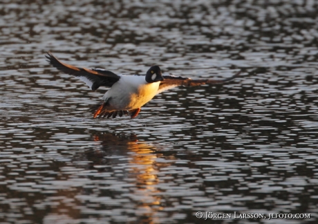 Golden eye Bucephala ciangula  Sweden