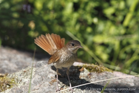 Starfinch Phoenicurus Phoenicurus, female