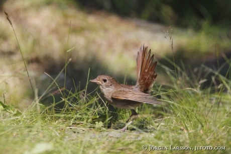 Starfinch Phoenicurus Phoenicurus, female