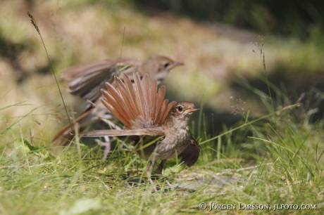 Starfinch Phoenicurus Phoenicurus, female