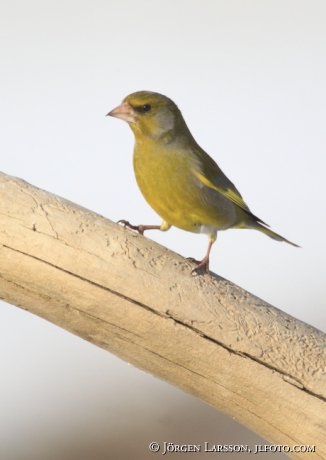 Grönfink Carduelis chloris  Björnlunda Sverige