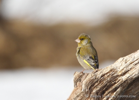 Grönfink Carduelis chloris  Björnlunda Sverige