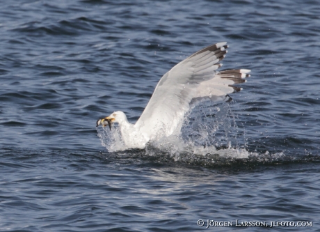 Herring gull hunting golden eye chick