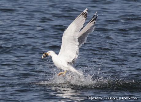 Herring gull hunting golden eye chick