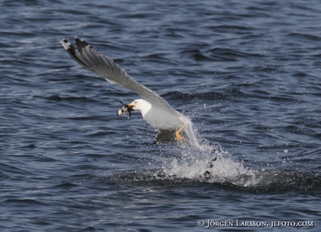 Herring gull hunting golden eye chick