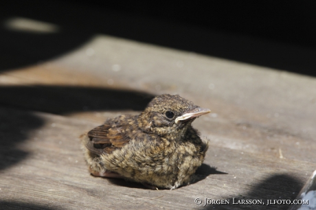 Starfinch Phoenicurus Phoenicurus, 