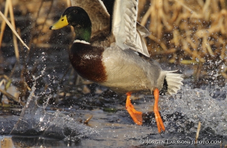 Mallard Anas platyrhynchos  Gnesta Sweden