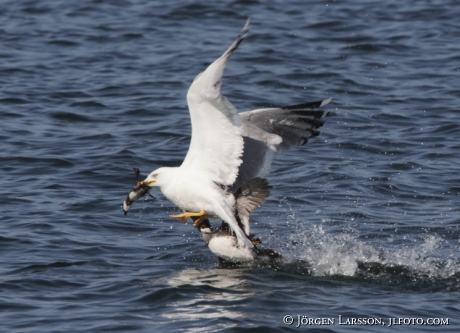 Herring gull hunting golden eye chick