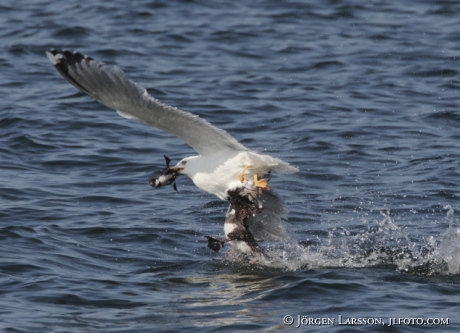 Herring gull hunting golden eye chick