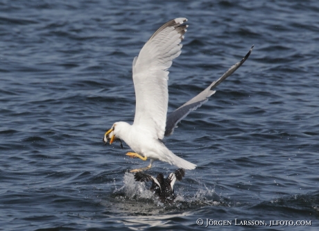 Herring gull hunting golden eye chick