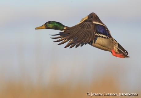 Mallard Anas platyrhynchos  Gnesta Sweden