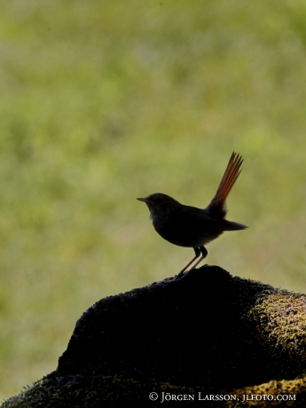 Starfinch Phoenicurus Phoenicurus, female