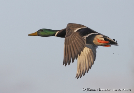 Mallard Anas platyrhynchos  Gnesta Sweden