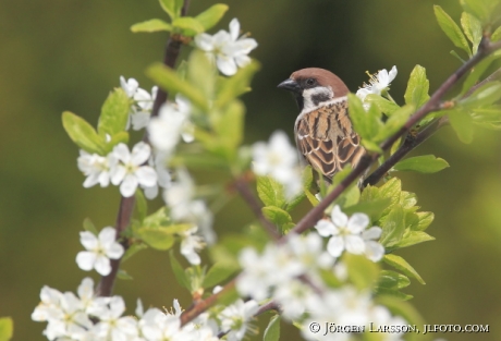 Eurasian Tree Sparrow