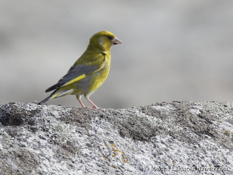 European Greenfinch, Carduelis chloris