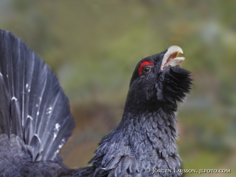 Great Grouse Tetrao urogallus Bjornlunda Sweden