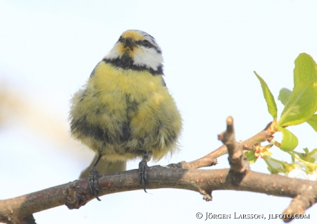 Blue Tit  Parus caeruleus