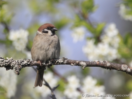 Eurasian Tree Sparrow