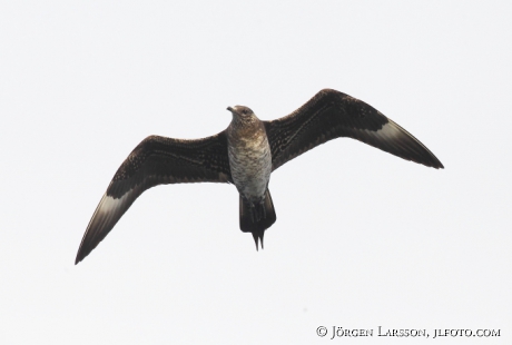 Skua Stercorarius parasiticus