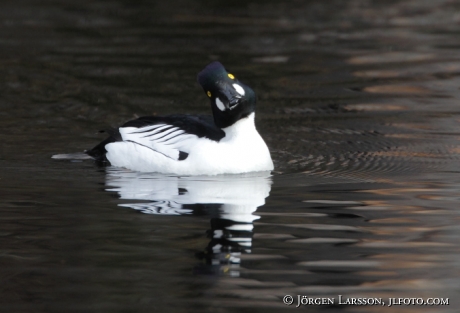 Golden eye Bucephala clangula  Havla Sweden 