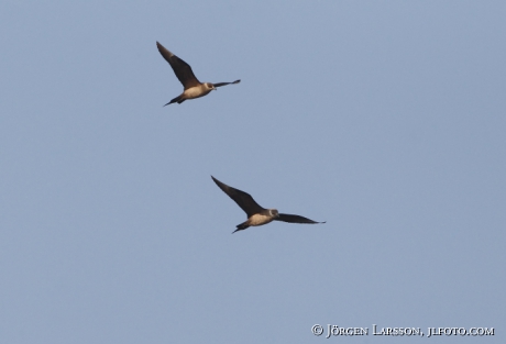 Skua Stercorarius parasiticus