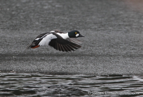 Golden eye Bucephala clangula  Havla Sweden 