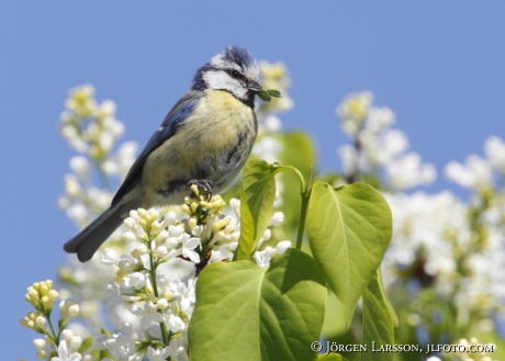 Blue Tit Parus caeruleus Bjornlunda Sweden