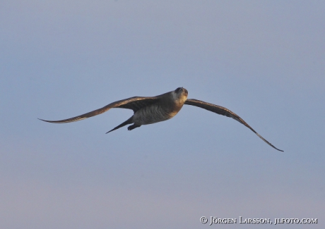 Skua Stercorarius parasiticus