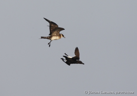 Skua  Stercorarius parasiticus and Razorbill