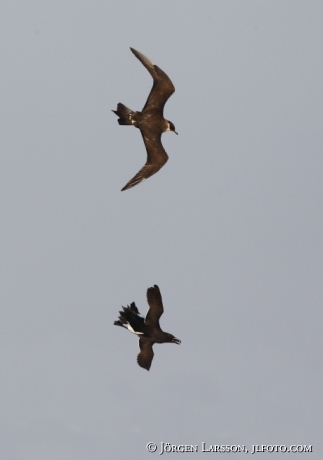 Skua Stercorarius parasiticus and Razorbill