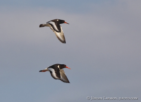 Oystercatcher, haematopus ostralegus