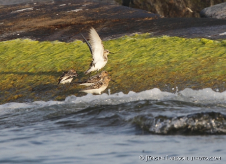 Red Knot  Calidris canutus 