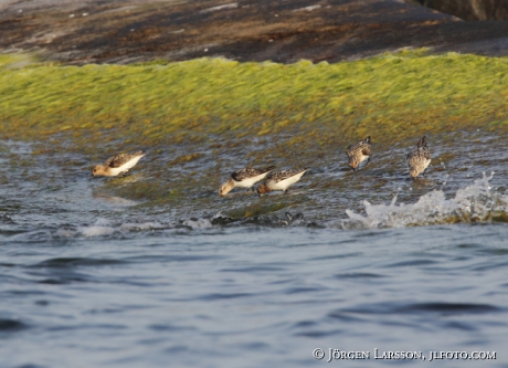 Red Knot  Calidris canutus 