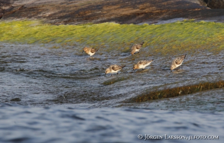 Red Knot  Calidris canutus 