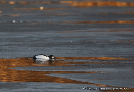 Golden eye Bucephala clangula  Havla Sweden 