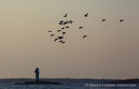 Cormorants, Phalascocorax carbo