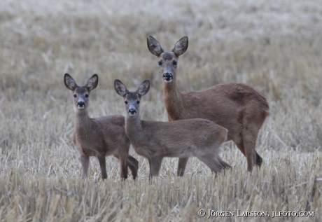 Rådjur Capreolus capreolus hind med kid