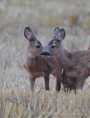 Rådjur Capreolus capreolus kid