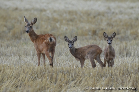 Rådjur Capreolus capreolus hind med kid