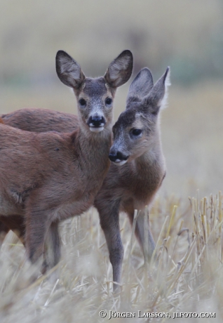 Rådjur Capreolus capreolus kid