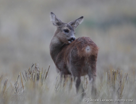 Rådjur Capreolus capreolus kid