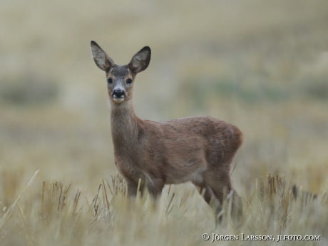 Rådjur Capreolus capreolus kid