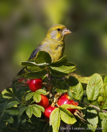 European Greenfinch, Carduelis chloris