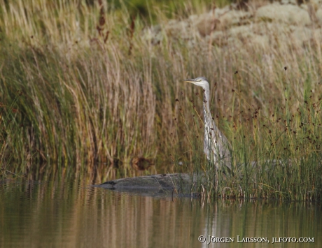 Heron Ardea cinerea